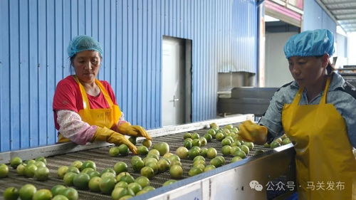 從田間鮮果變身凍藏黃金 馬關百香果成為推動鄉村振興的甜蜜產業