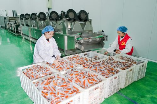 仙渡鄉小番薯 跨山出海，助力鄉村振興的甜蜜力量