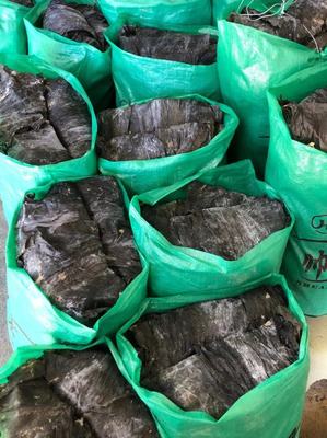 莆田日曬海帶 初級農產品的自然饋贈與批發商機