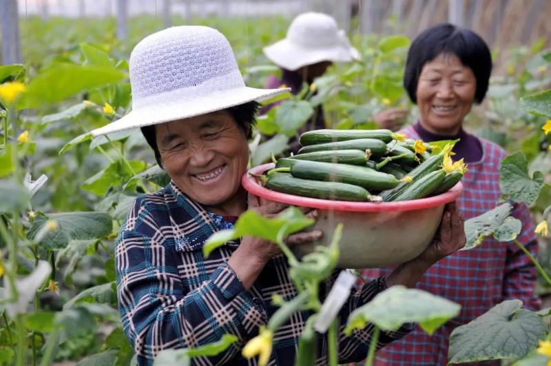 破浪前行 張紅宇解讀我國農民合作社在初級農產品領域的發展趨勢