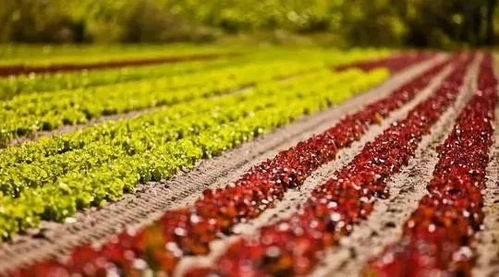 劃重點 2020年鄉村產業六大關鍵詞聚焦初級農產品發展