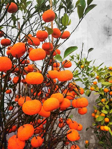 中國農產品行情確立多頭持倉 一枝獨秀，否極泰來的基礎生活物資投資機遇